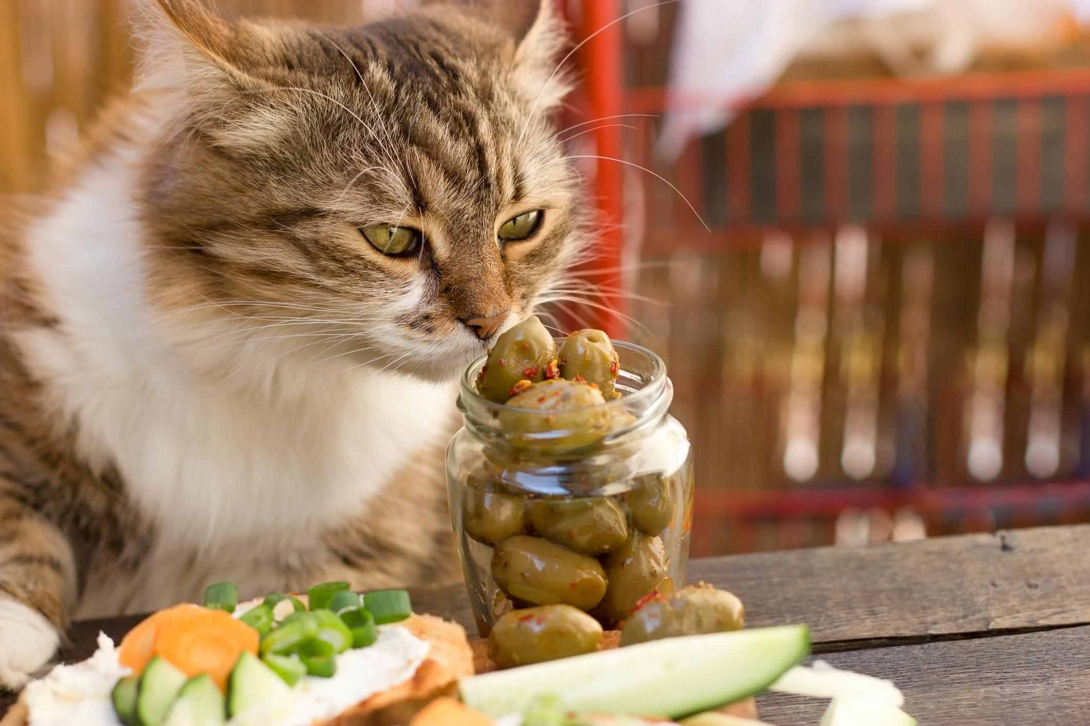 los gatos pueden comer aceitunas campo grande peru lima y provincias