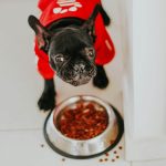 los perros pueden comer aceituna campo grande lima y provincias