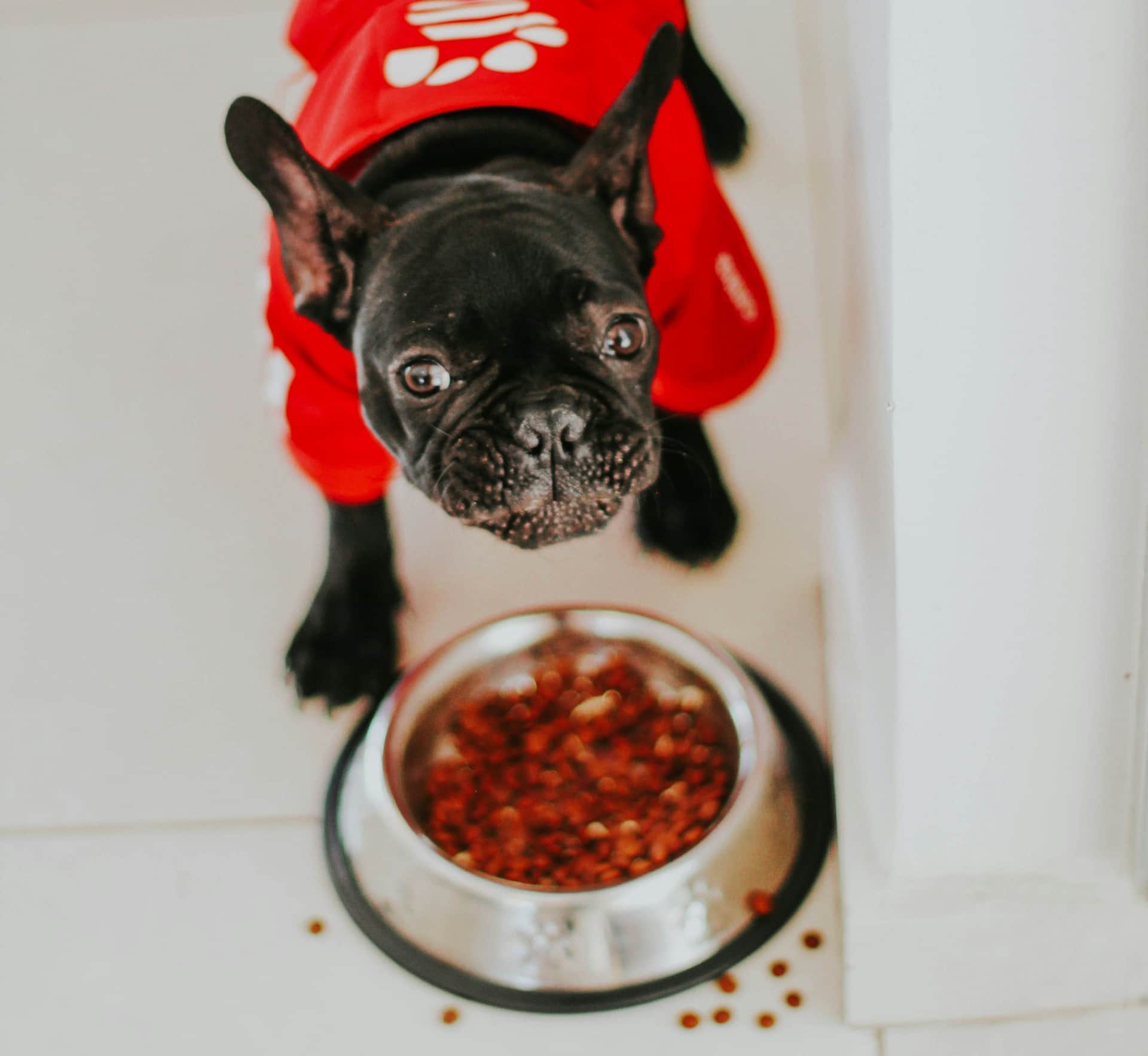 los perros pueden comer aceituna campo grande lima y provincias