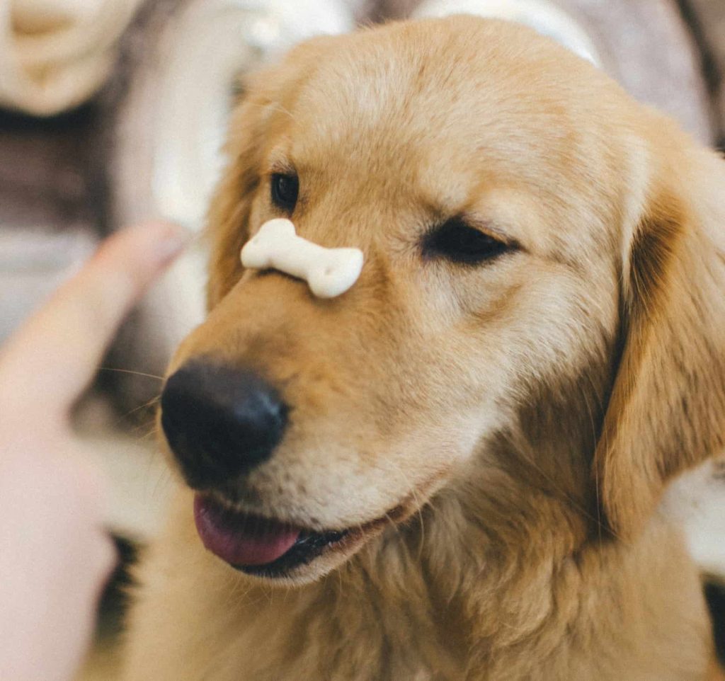 los perros pueden comer aceitunas campo grande