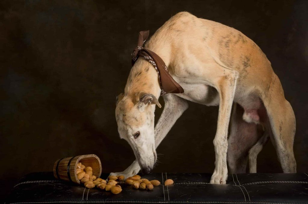 los perros pueden comer almendras 1