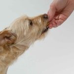 los perros pueden comer almendras campo grande peru lima y provincias