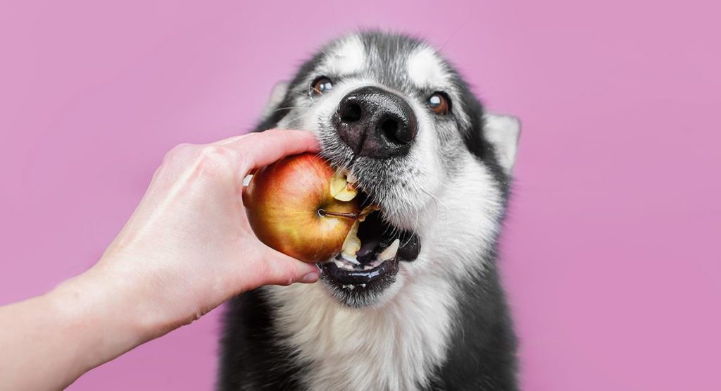 los perros pueden comer almendras 3
