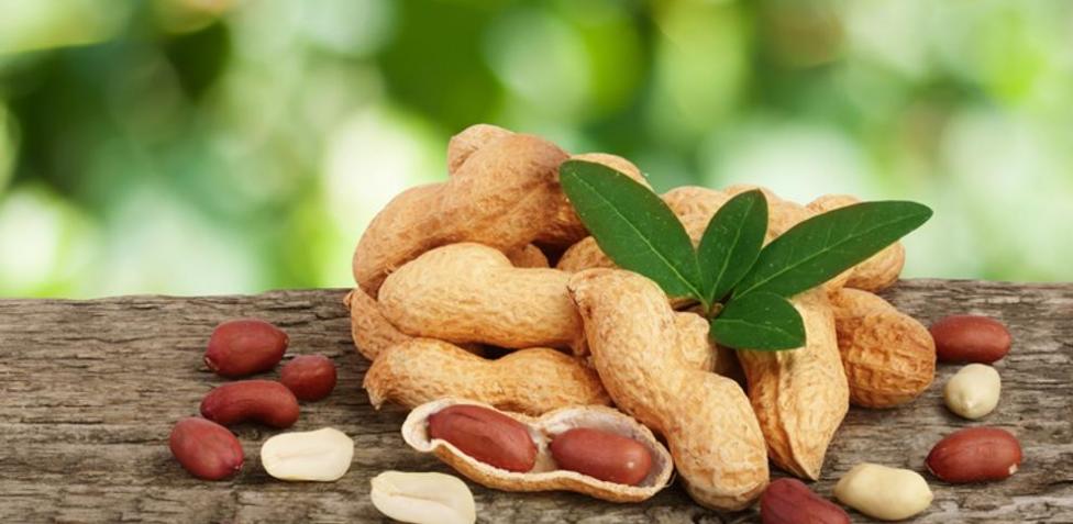 los perros pueden comer frutos secos 1