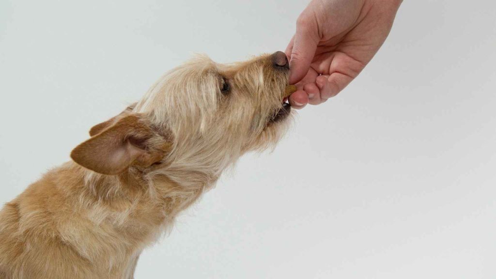 los perros pueden comer frutos secos