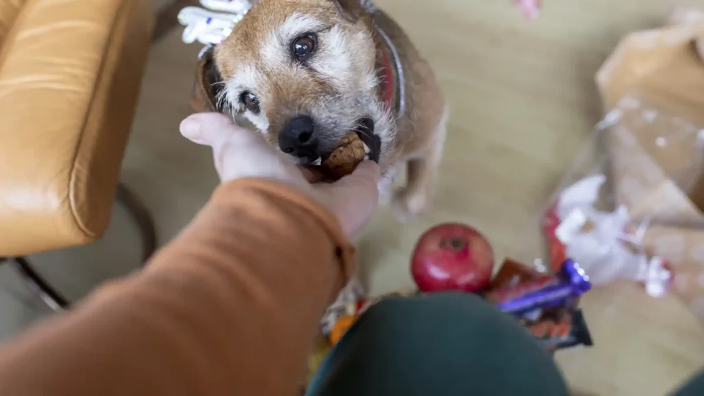 los perros pueden comer frutos secos