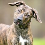 los perros pueden comer frutos secos campo grande peru lima y provincias