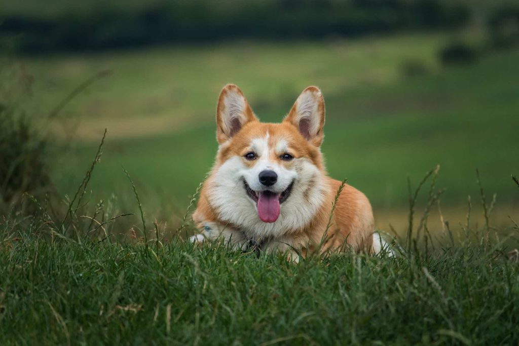 los perros pueden comer mani campo grande peru lima y provincias