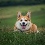 los perros pueden comer mani campo grande peru lima y provincias