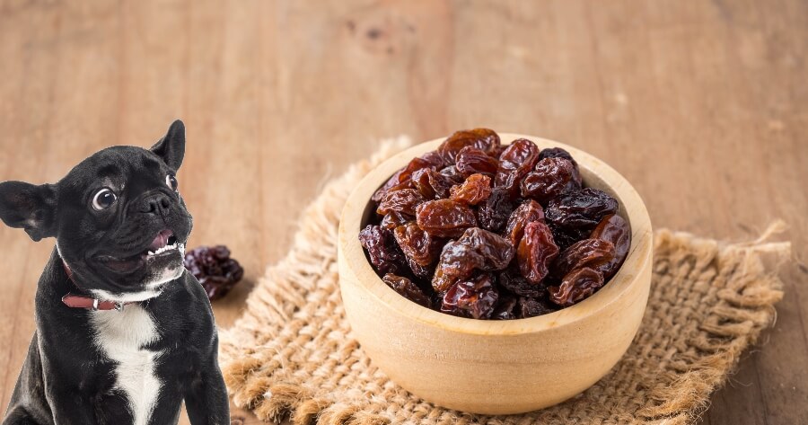los perros pueden comer pasas ejemplo