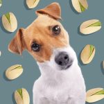 los perros pueden comer pistachos campo grande peru lima y provincias