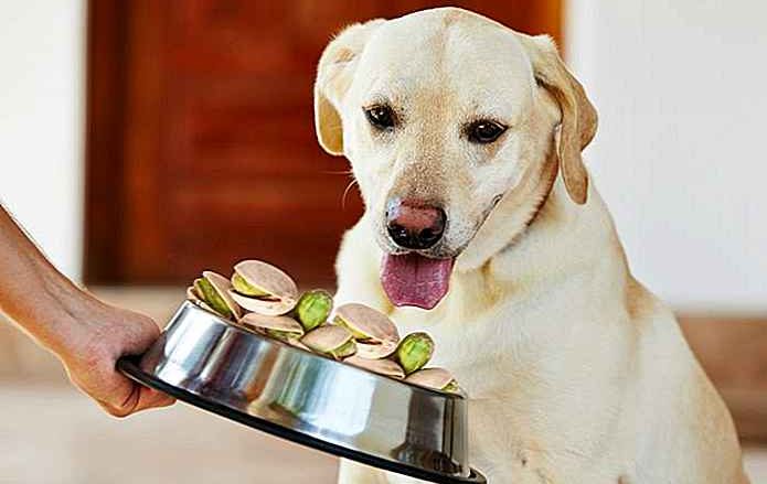 los perros pueden comer pistachos muestra e1709235073669