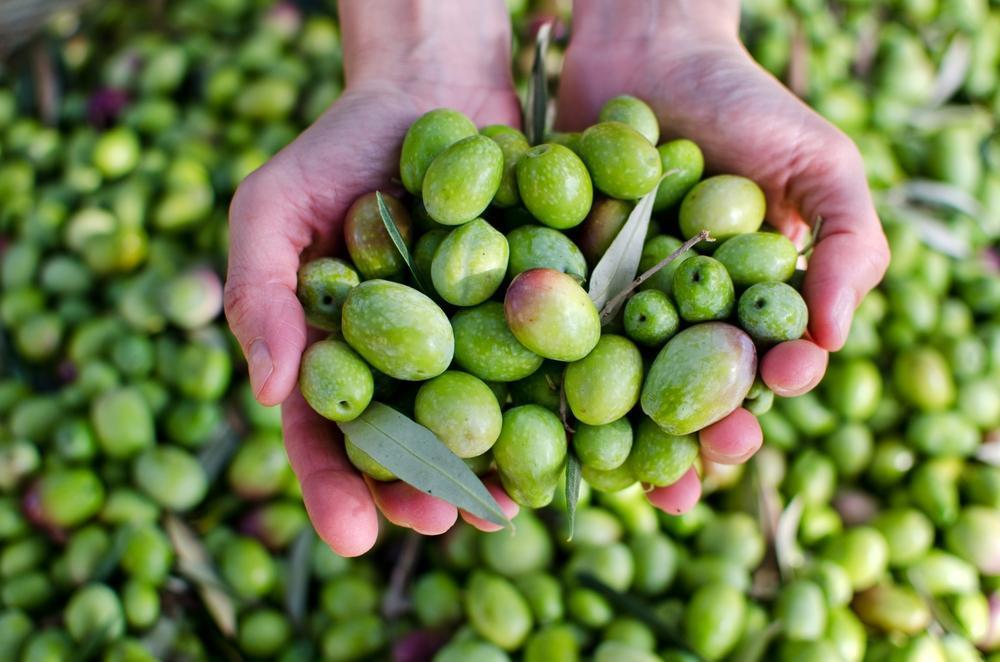 olivas verdes 2