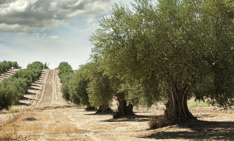 Gran Árbol  de Olivo en el 2025