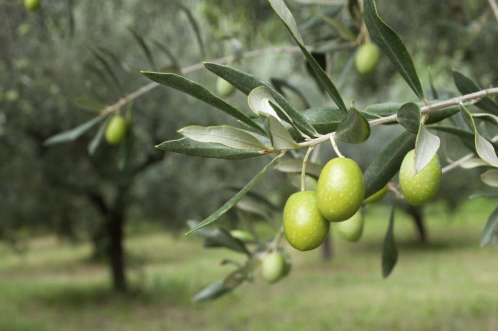 Aceituna Verde en su Árbol de Olivo