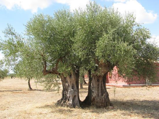 Árbol de Olivo