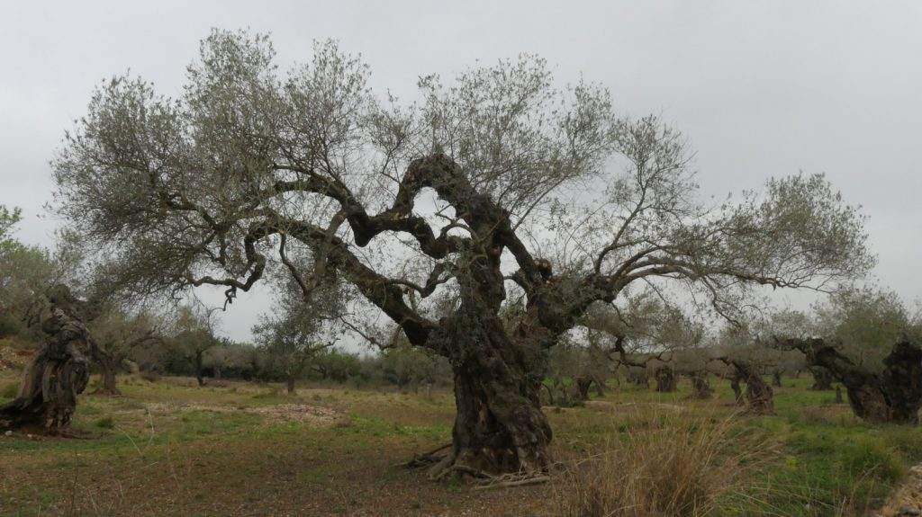 olivo muestra