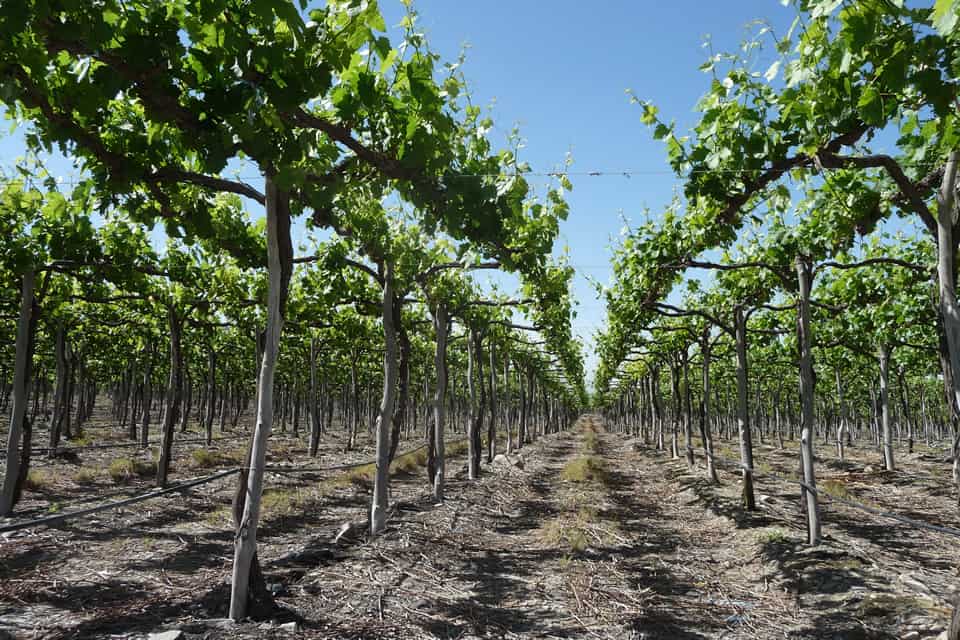 origen de las pasas de uva 2