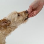 perros pueden comer pecanas campo grande peru lima y provincias