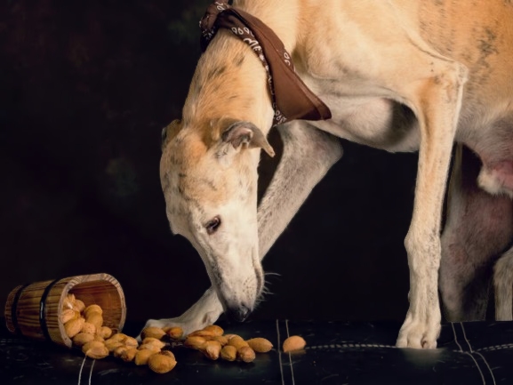 perros pueden comer pecanas ejemplo compressed