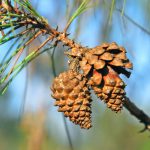 pinon como planta medicinal campo grande peru lima y provincias