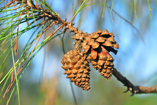 pinon como planta medicinal campo grande peru lima y provincias