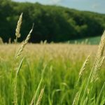 planta de avena campo grande peru lima y provincias