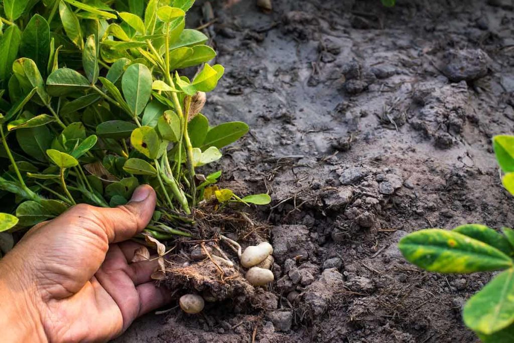 planta de mani