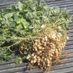 planta de mani campo grande peru lima y provincias