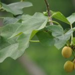 planta de pinon campo grande peru lima y provincias
