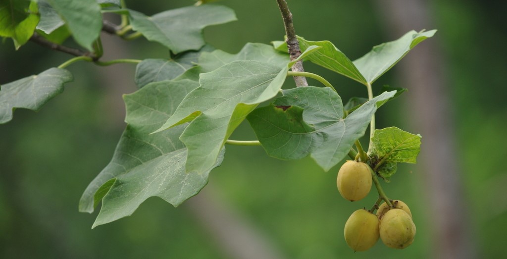 planta de pinon campo grande peru lima y provincias
