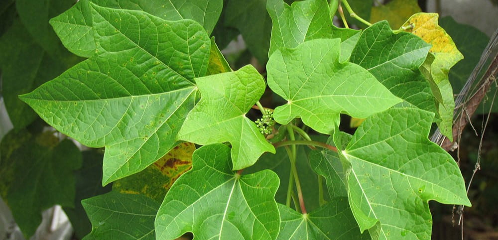 planta de pinon