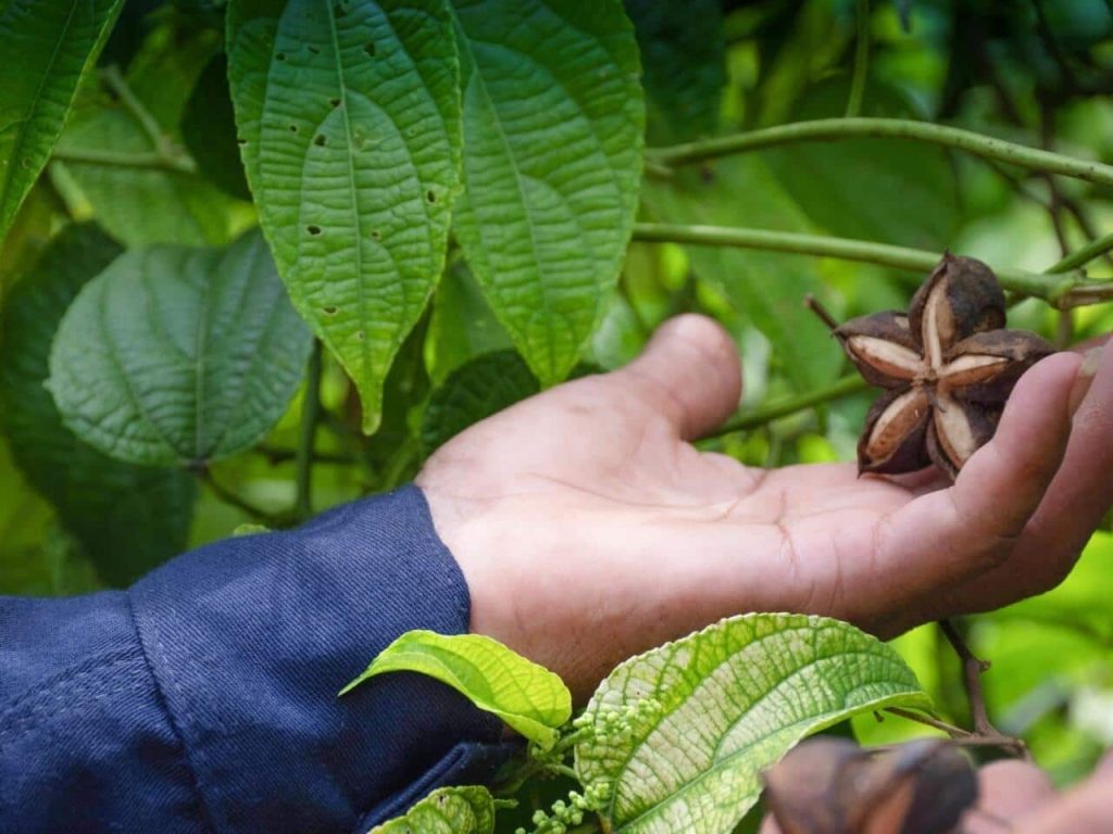 planta de sacha inchi 1