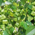 planta de sacha inchi campo grande peru lima y provincias