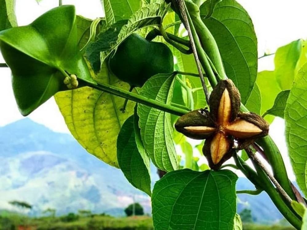 planta de sacha inchi 2