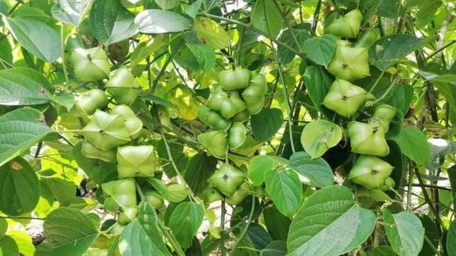planta de sacha inchi campo grande peru lima y provincias
