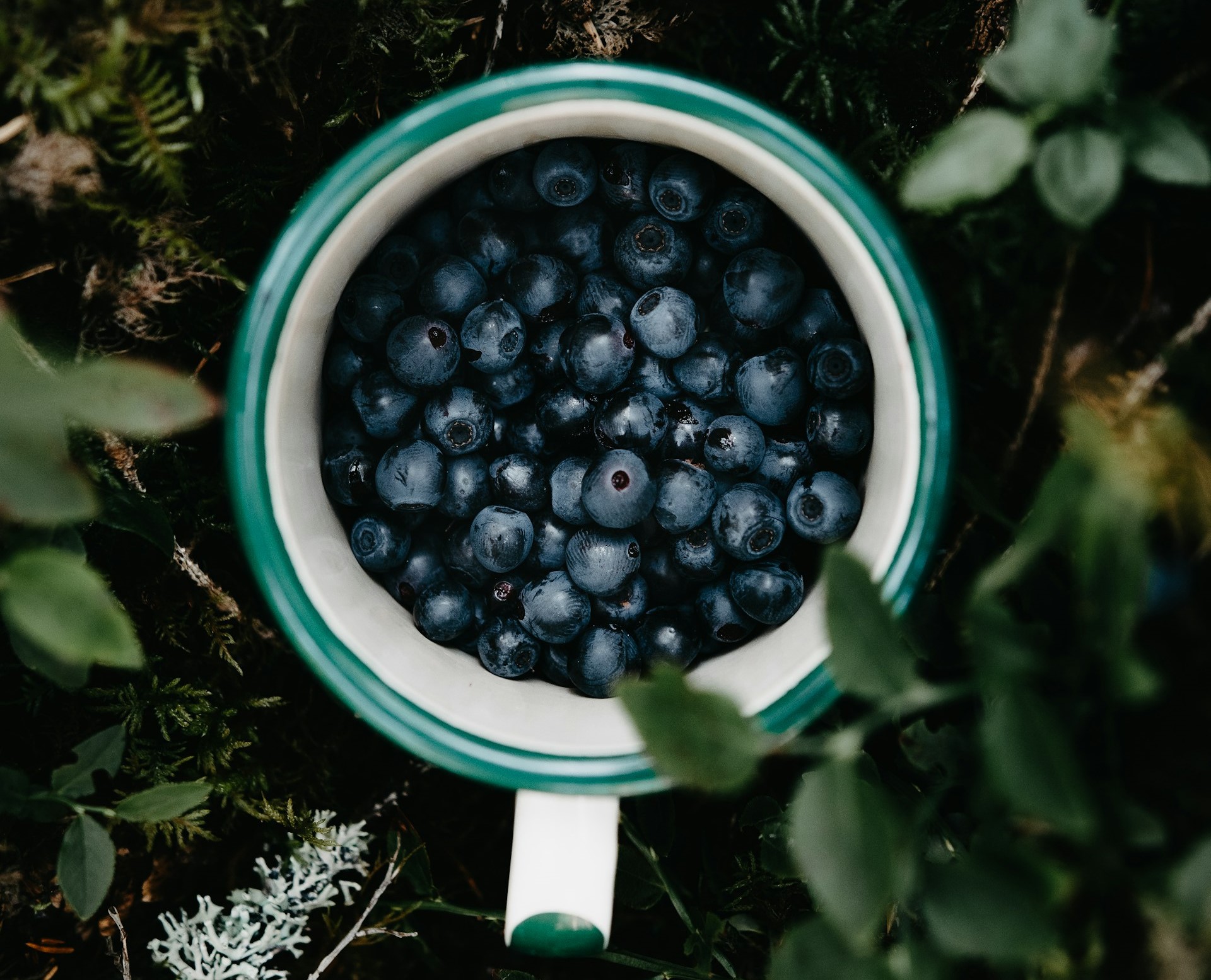 recetas con pasas de arandanos campo grande peru lima y provincias