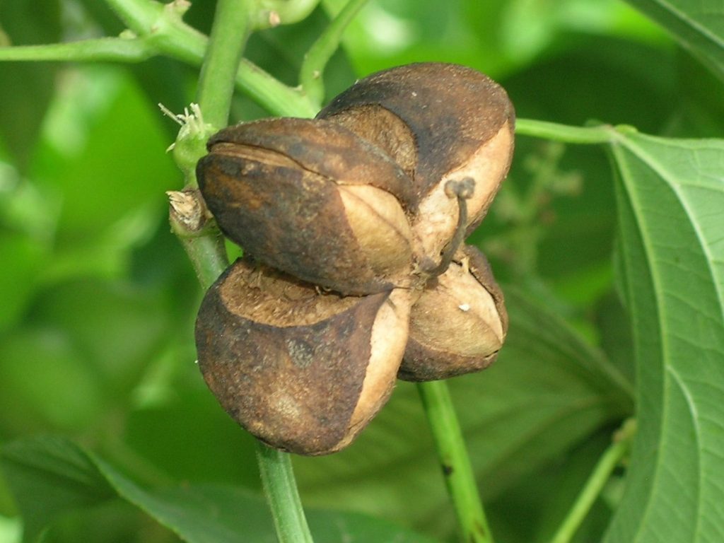 sacha inchi para bajar de peso