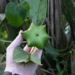 sacha inchi para bajar de peso campo grande peru lima y provincias