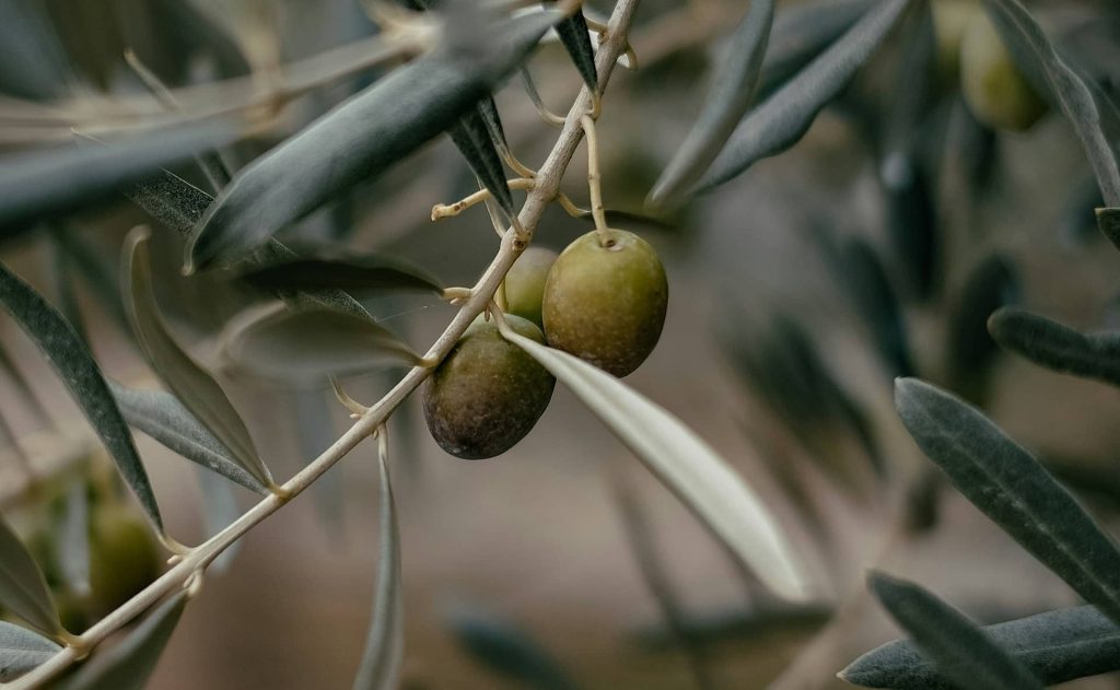 se puede freir con aceite de oliva campo grande