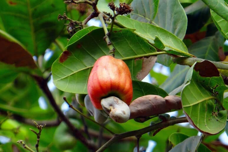 semillas de anacardo campo grande peru lima y provincias