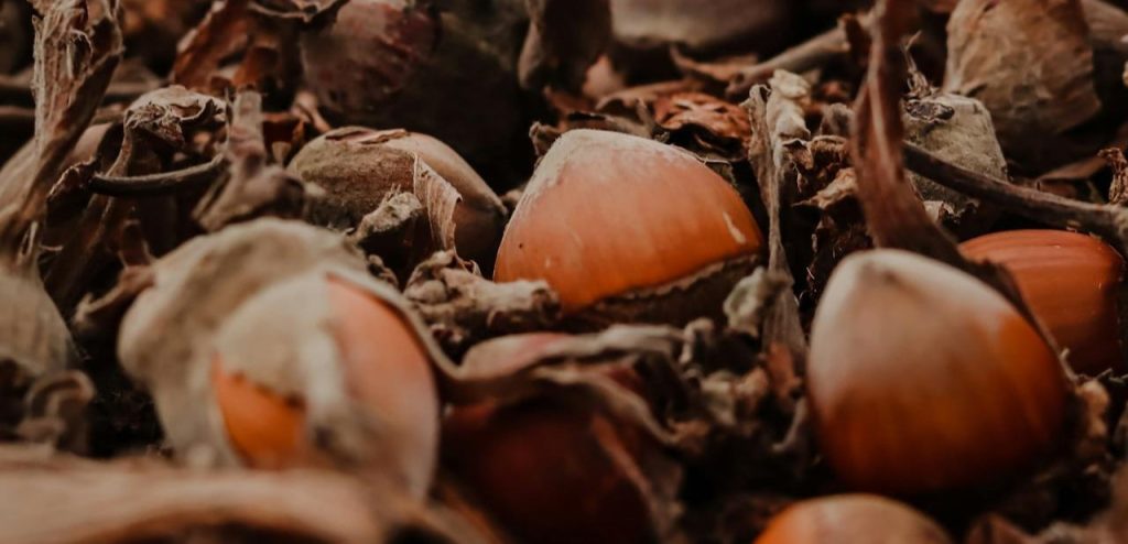 tipos de avellanas peru