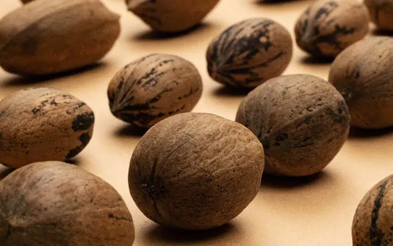 Explorando las Deliciosas Variedades de Pecanas: Desde las Clásicas hasta las Más Exóticas 1 variedades de pecanas