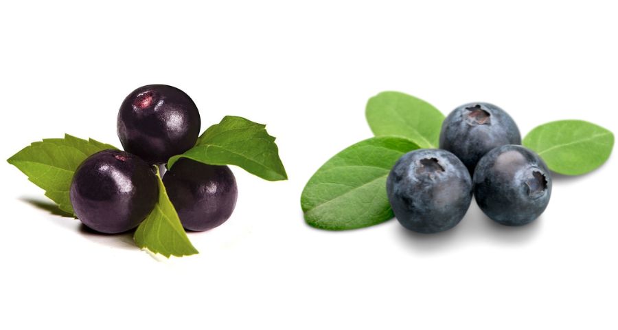 acai y arandano son lo mismo 1