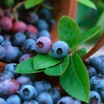 acai y arandano son lo mismo campo grande peru lima y provincias