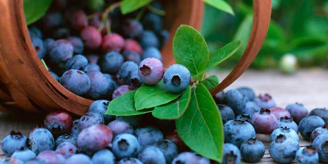 acai y arandano son lo mismo campo grande peru lima y provincias