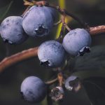 beneficios del arandano contra el cancer campo grande peru lima y provincias
