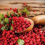 beneficios del arandano rojo campo grande peru lima y provincias