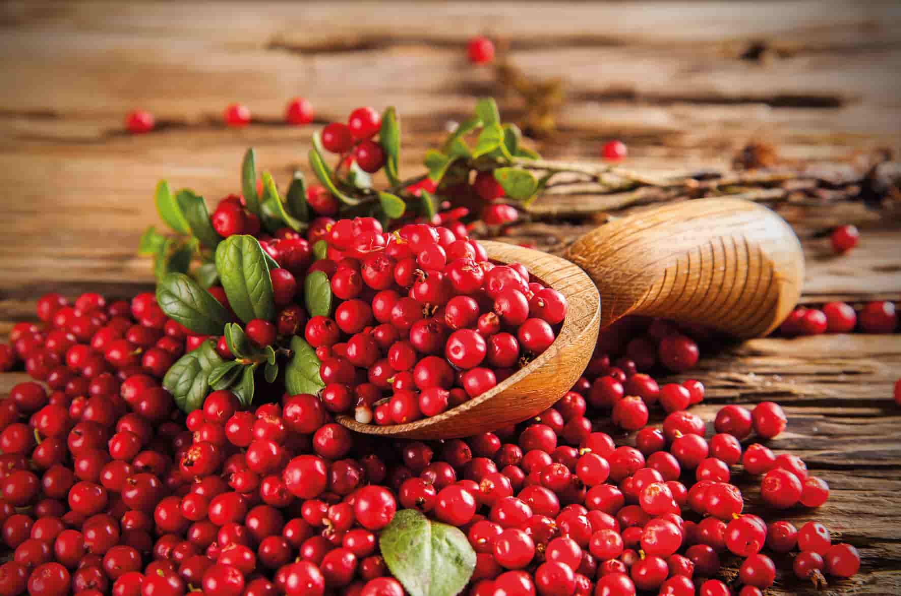 beneficios del arandano rojo campo grande peru lima y provincias