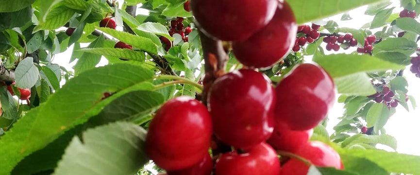 cerezas para la diabetes 2